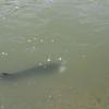 Proof the melanisitc gar survived, it is seen here eating a drum that it caught AFTER being captured earlier in the day. 